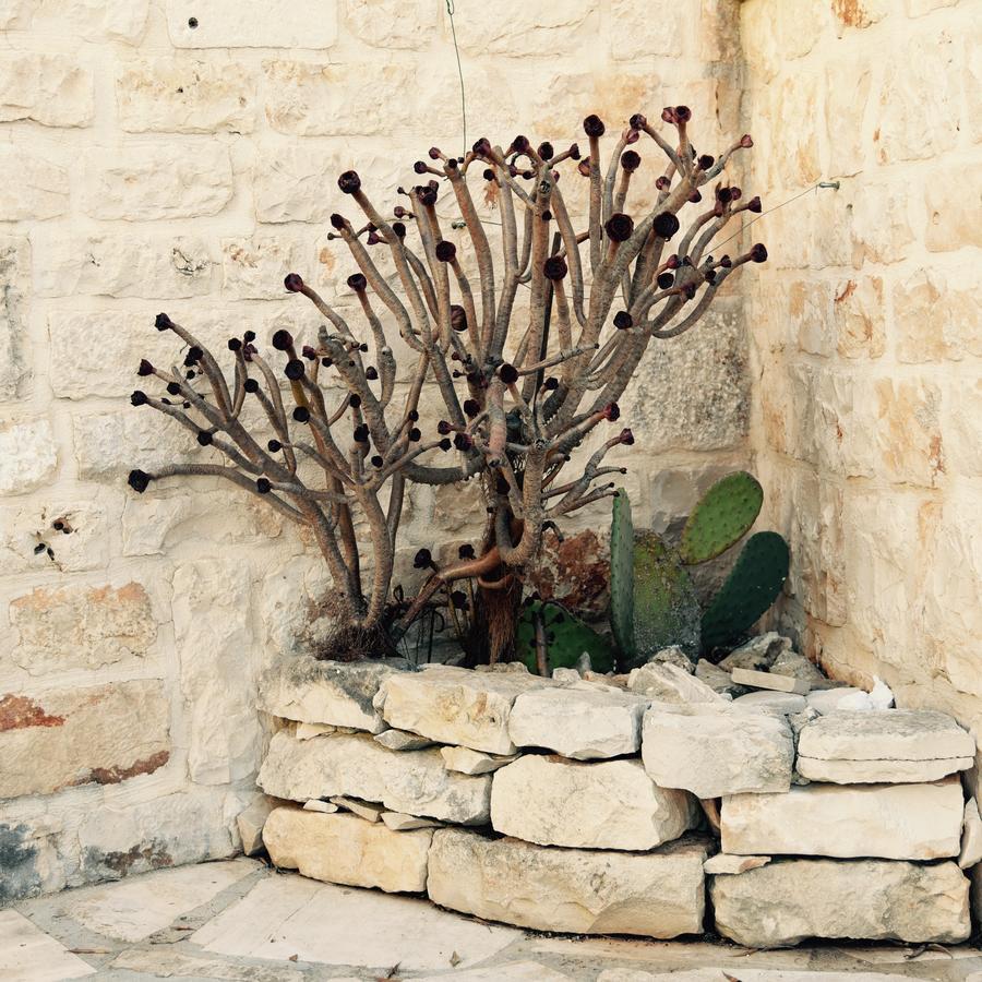 Bed and Breakfast Regina Di Ulivi Ostuni Exteriér fotografie